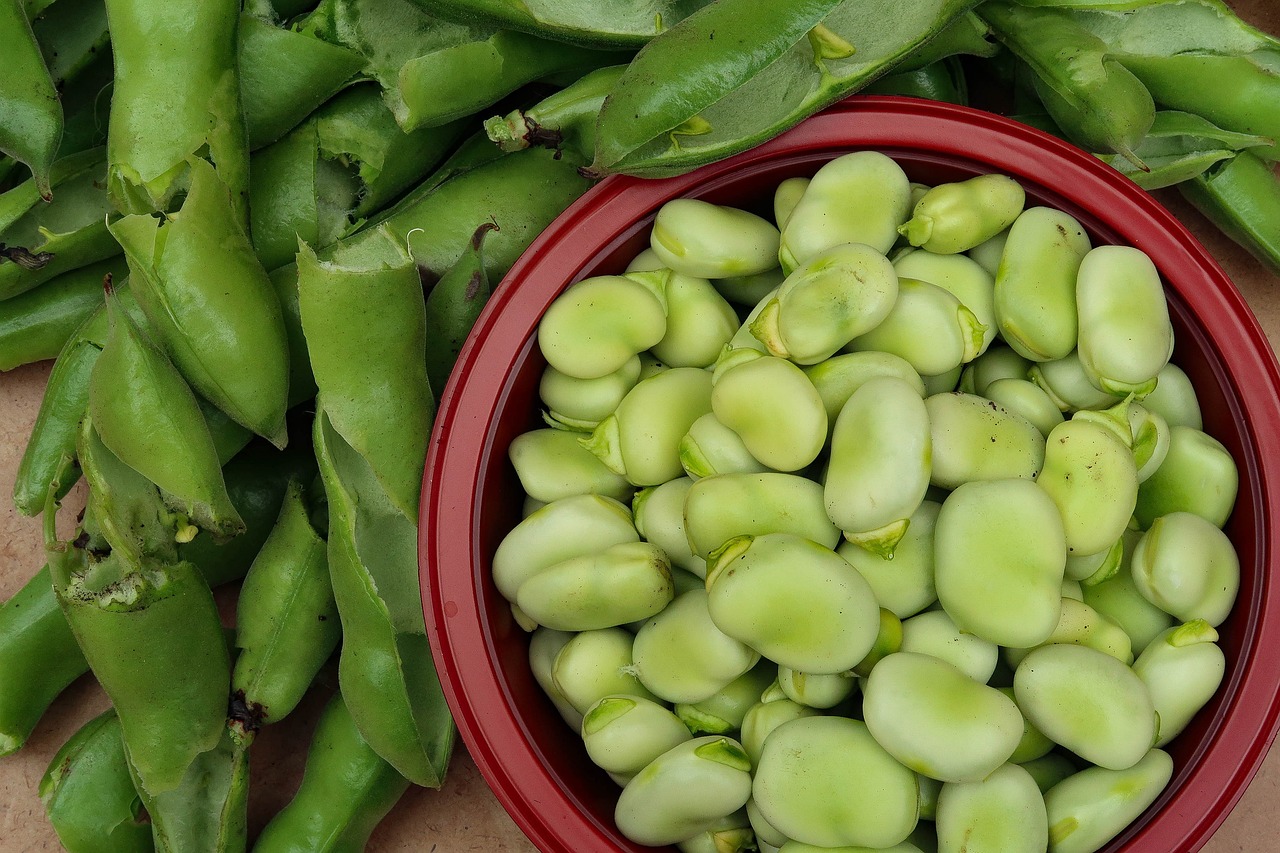 Quels légumes pouvez-vous planter après les fèves pour réaliser une rotation des cultures efficace ?